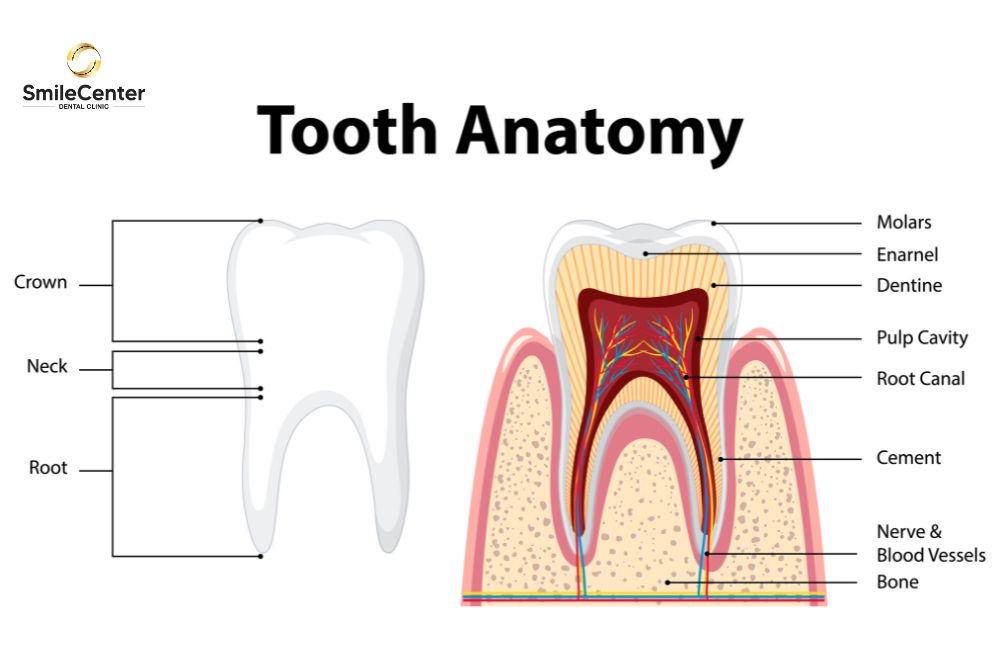 Cấu tạo cơ bản của răng